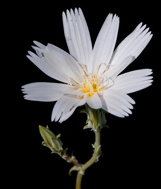 Desert Chicory, Rafinesquina neomexicana 0167.jpg - Copyright 2010 DonJacobson